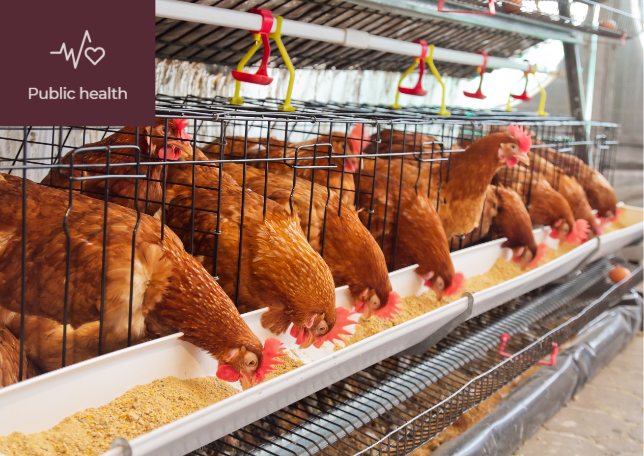What is Zoonotic Diseases? 썸네일