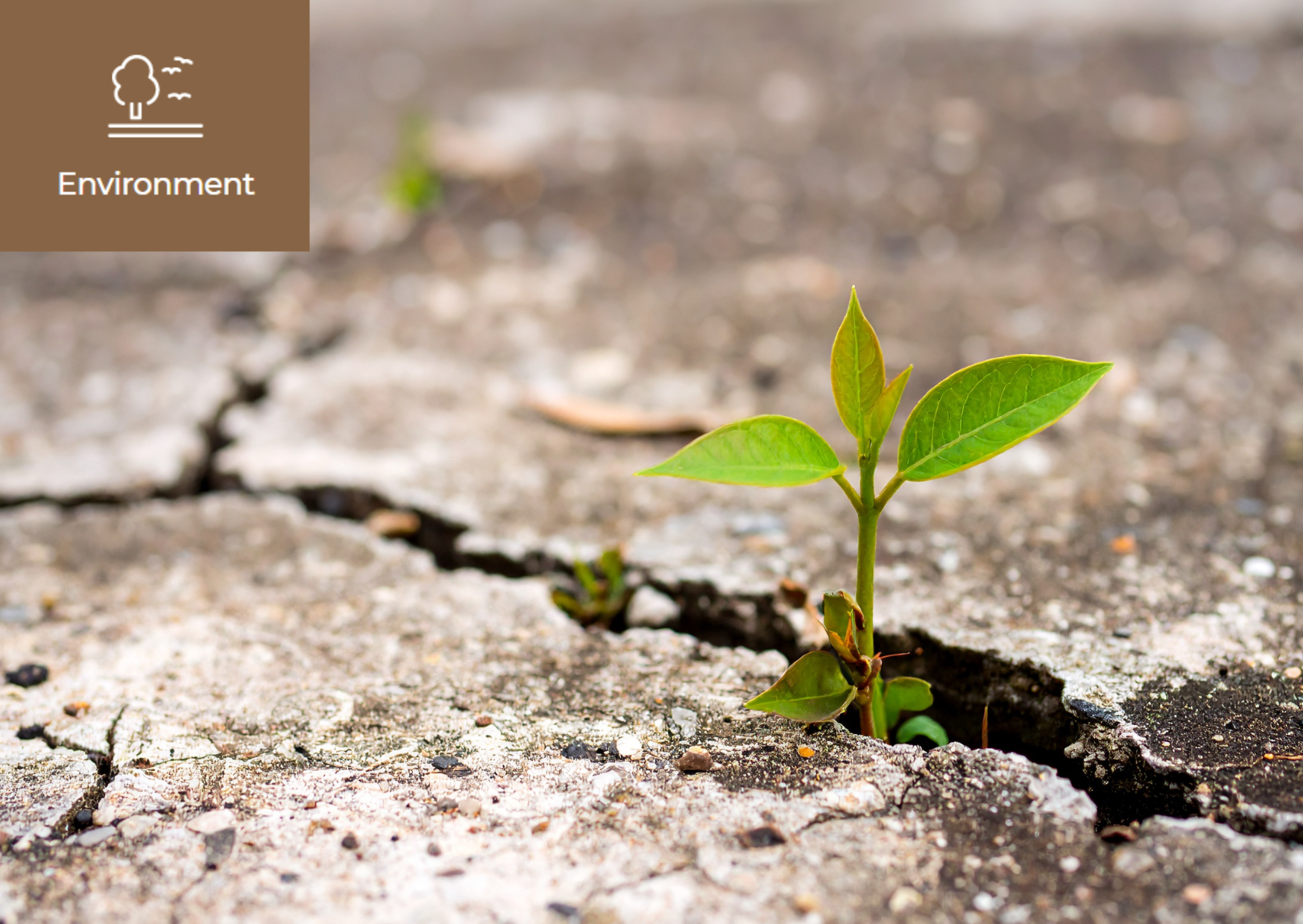 [What is Climate Resilience?] 이미지